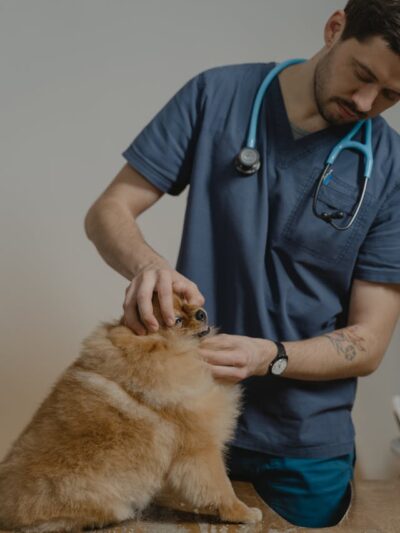 Mascotas y Veterinarias